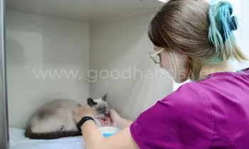 Хоспис в ветеринарной клинике «в Добрые Руки»