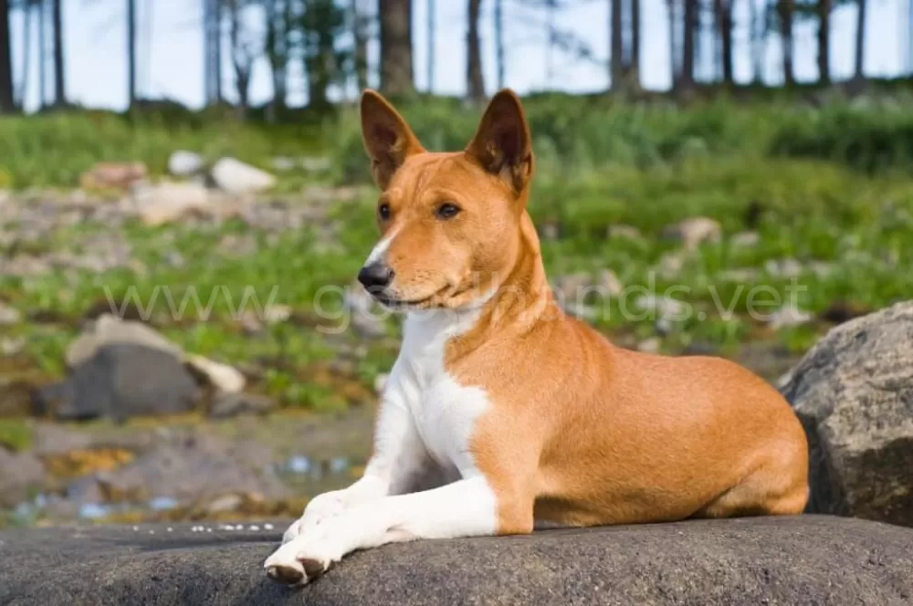 Топ-10 пород собак для людей с аллергией на собачью шерсть