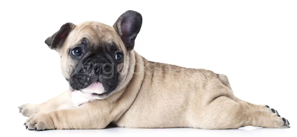 Краниоцервикальная мальформация или синдром Киари у собак