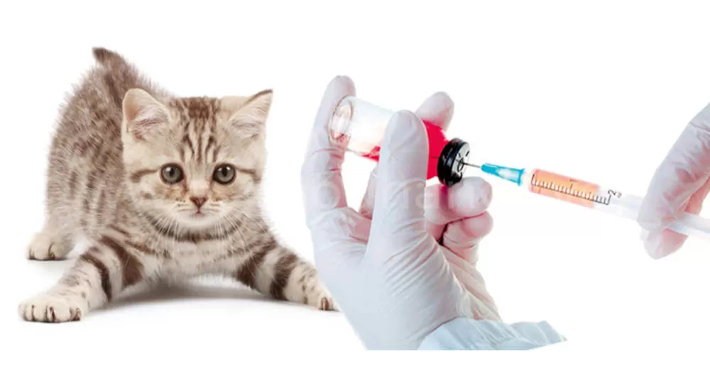Первая прививка котенку, когда делать, таблица вакцинации