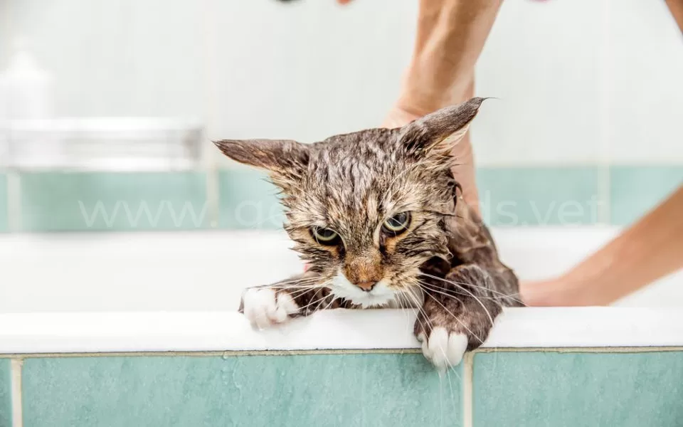 Можно ли мыть кошку? - ветклиника в Добрые Руки