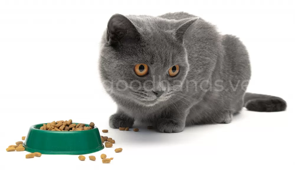 почему кот не ест и пьет что делать