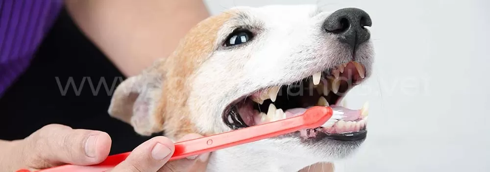 Чистка зубов в ветеринарной клинике #вДобрыеРуки