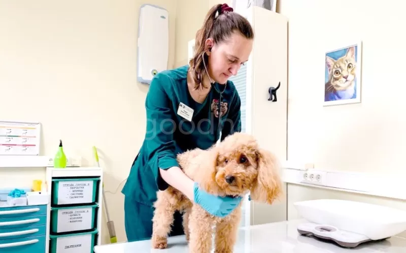 Гастрит у собак: симптомы, лечение, питание - ветклиника в Добрые Руки