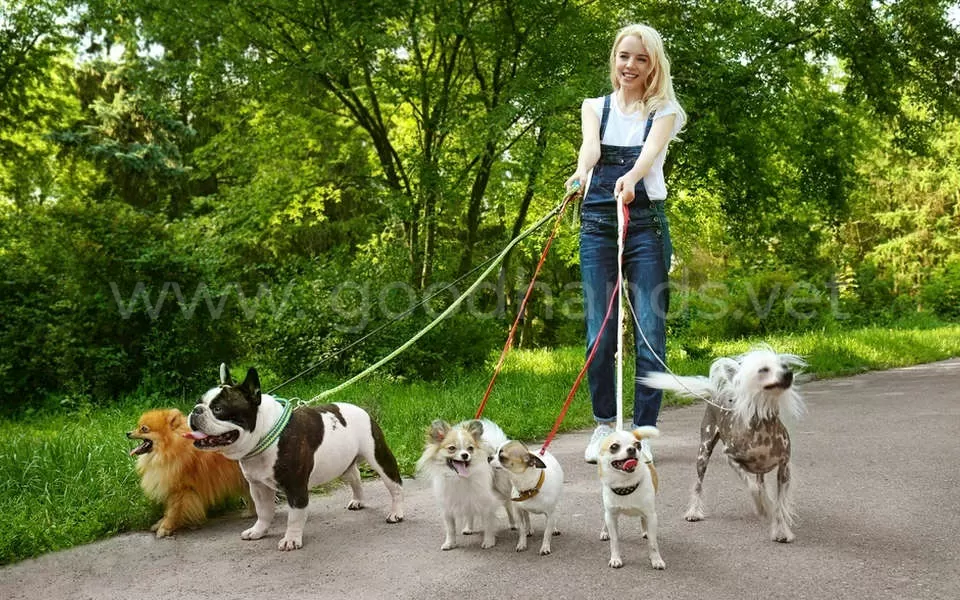 Сколько раз в день нужно гулять с собакой - ветклиника в Добрые Руки