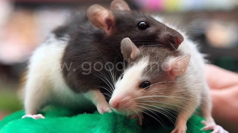 Cколько живут домашние крысы - ветклиника в Добрые Руки