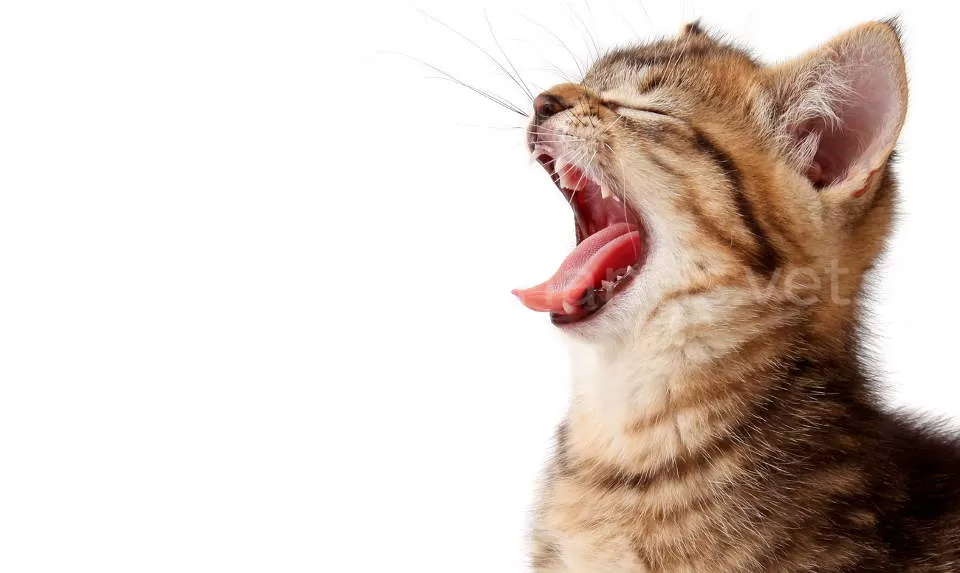 Почему кошка кашляет и хрипит, причины, симптомы, лечение