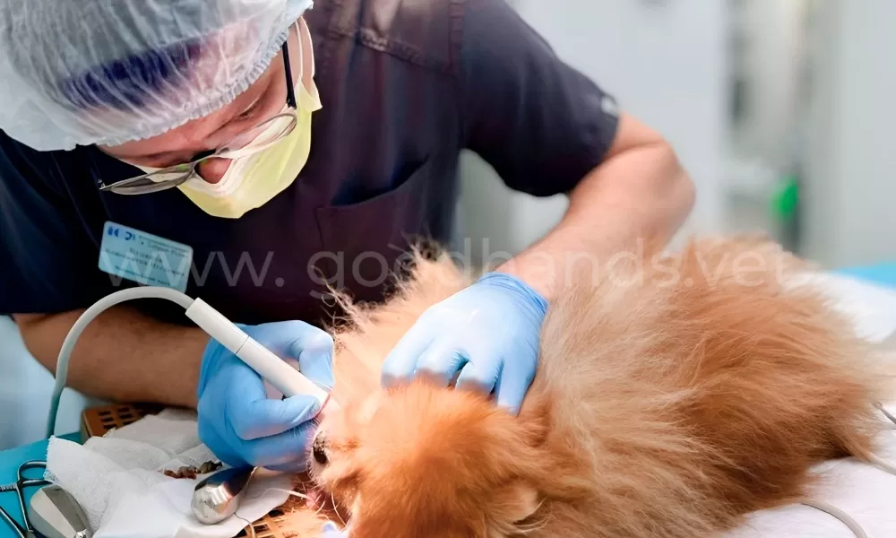 Чистка зубов в ветеринарной клинике «в Добрые Руки»