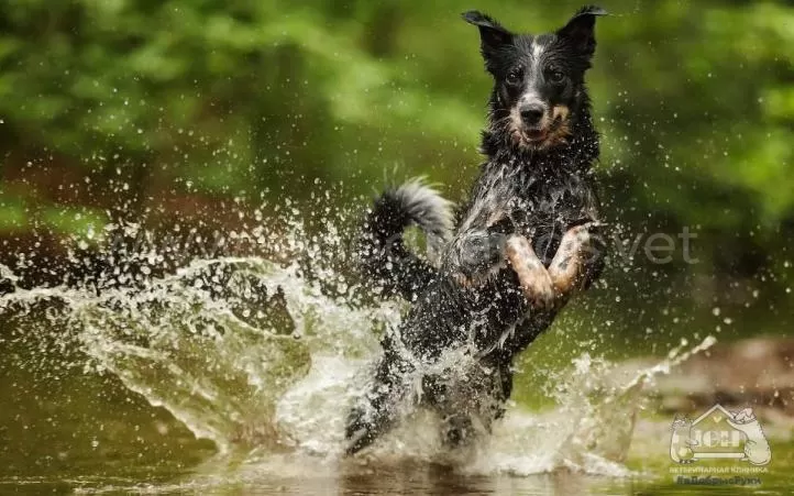 Купание собак в речках, озерах и других водоемах