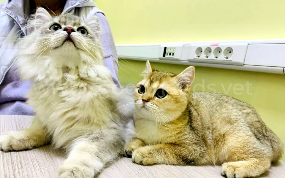 Гингивит у кошек: симптомы и лечение - ветклиника в Добрые Руки