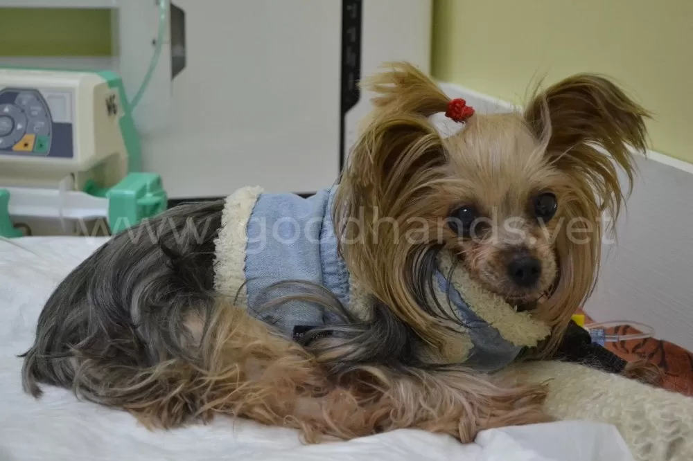 Чистка зубов собаке в ветеринарной клинике #вДобрыеРуки