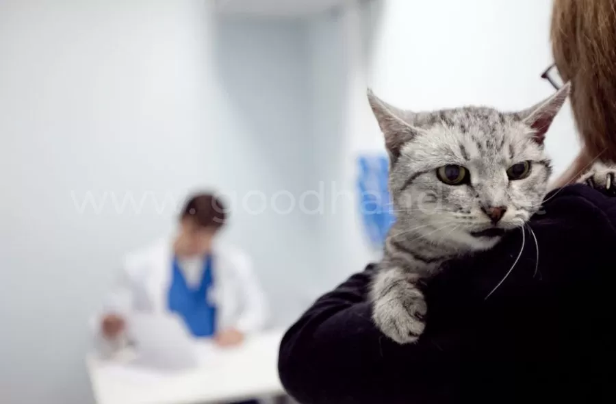 Что нужно знать владельцу про кастрацию и стерилизацию кошек и собак