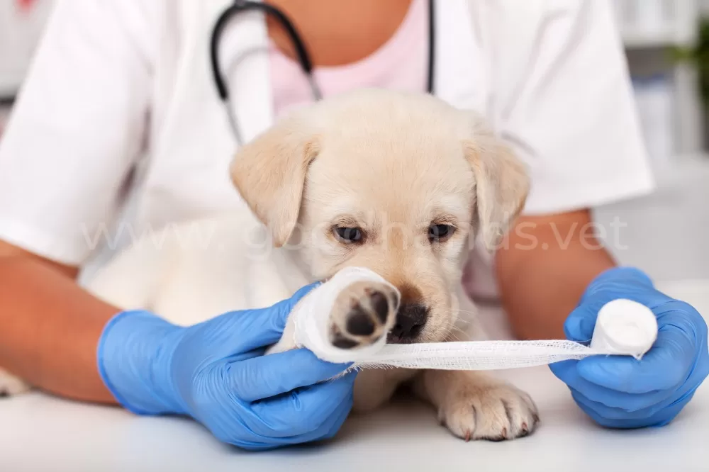 Почему собака хромает, причины, симптомы патологий, методы лечения