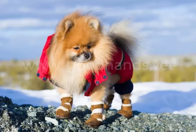 Сколько можно гулять с собакой зимой