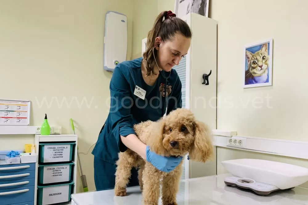 Гастроэнтерология в ветеринарной клинике #вДобрыеРуки