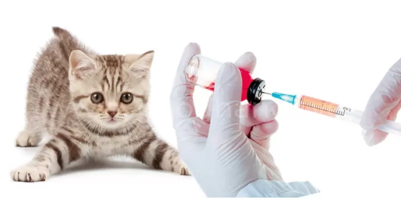 Первая прививка котенку, когда делать, таблица вакцинации