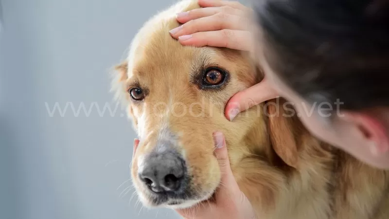 Чем промыть собаке глаза в домашних условиях - ветклиника в Добрые Руки
