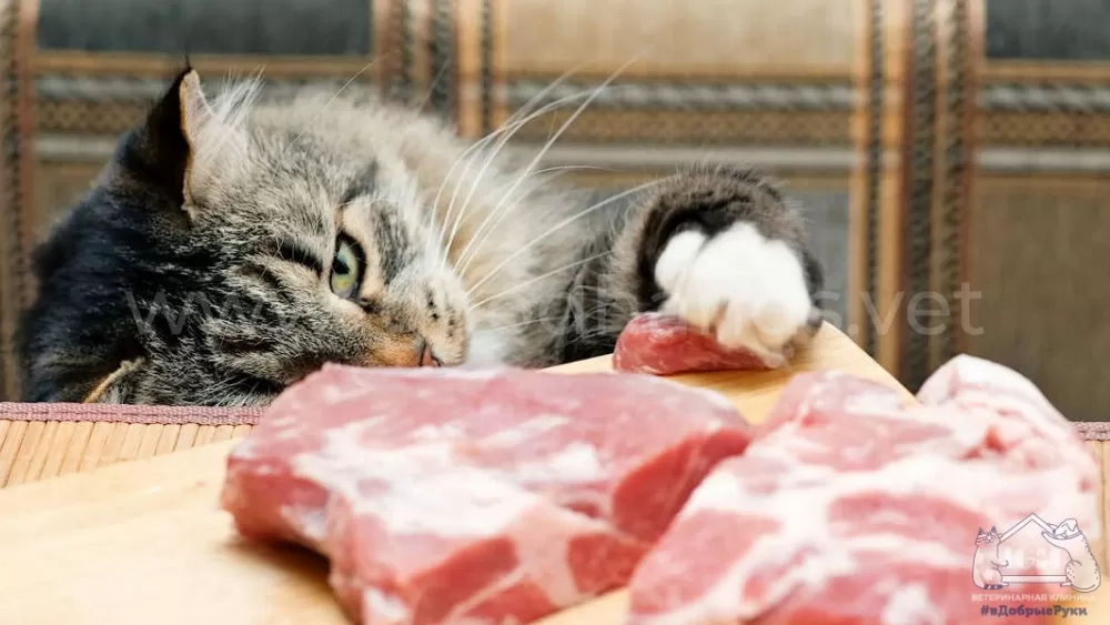 можно ли давать сырое мясо кошке