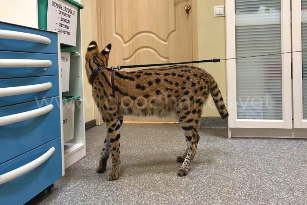 Лечение экзотических животных в ветеринарной клинике #вДобрыеРуки