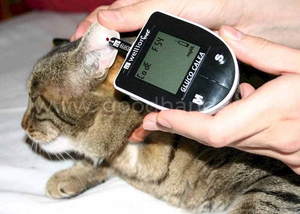 Сахарный диабет у кошек, симптомы и лечение - ветклиника «В Добрые Руки»