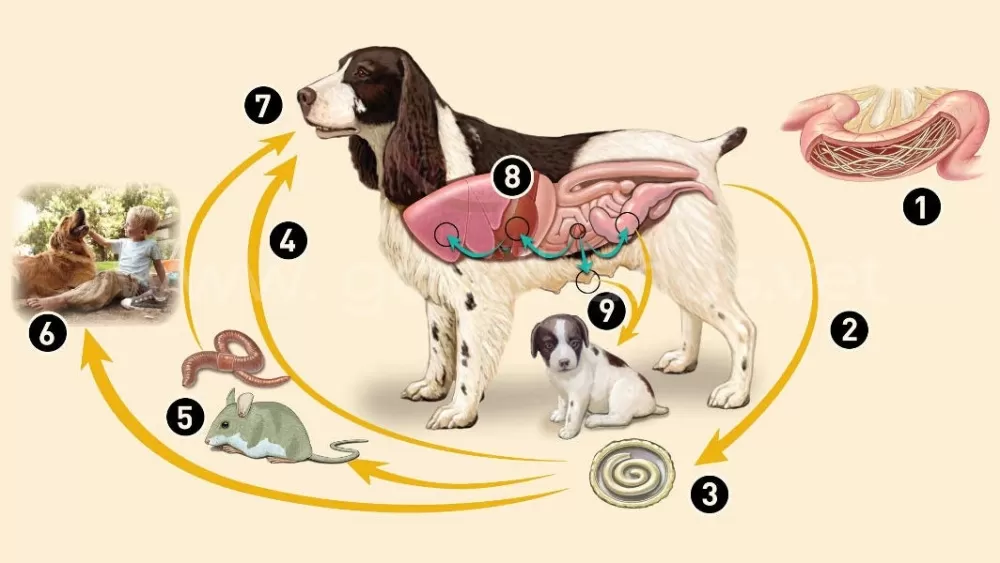 Глисты у собаки, причины, симптомы, лечение - ветклиника в Добрые Руки