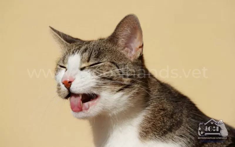 5 причин ринита у кошек: узнайте, почему ваша кошка кашляет и чихает