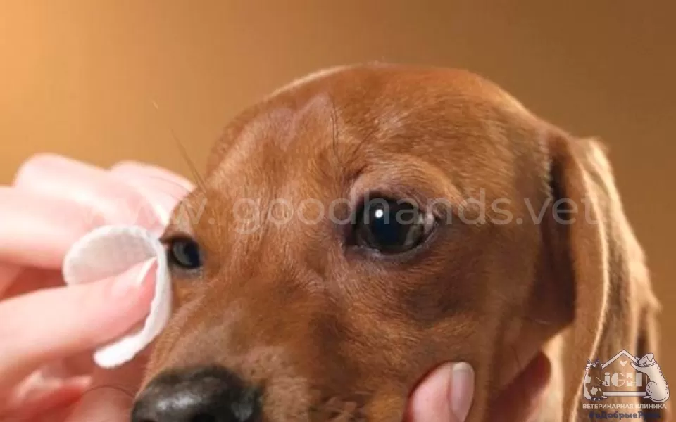 Чем промыть собаке глаза в домашних условиях - ветклиника в Добрые Руки