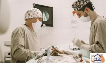 Хирургия и ортопедия в ветеринарной клинике #вДобрыеРуки