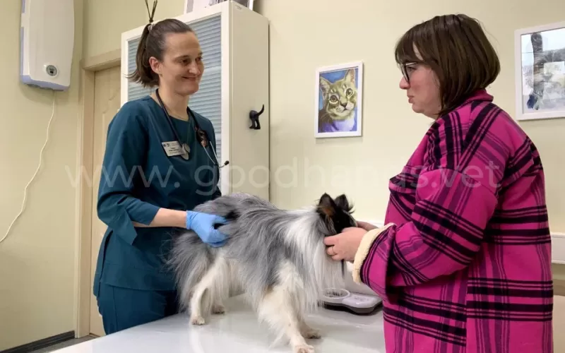 Трансплантация фекалий – новое слово в ветеринарии