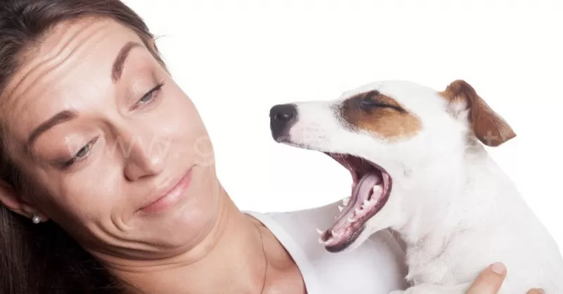 Неприятный запах изо рта у собаки