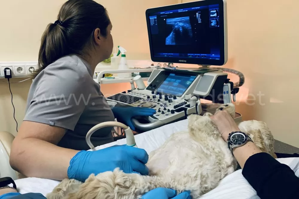 Диагностика в ветеринарной клинике «в Добрые Руки»