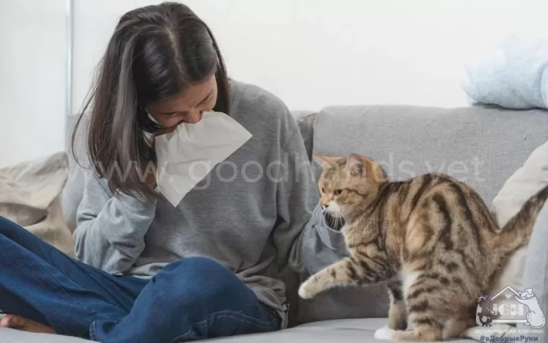 Как избавиться от аллергии на кошку - ветклиника в Добрые Руки