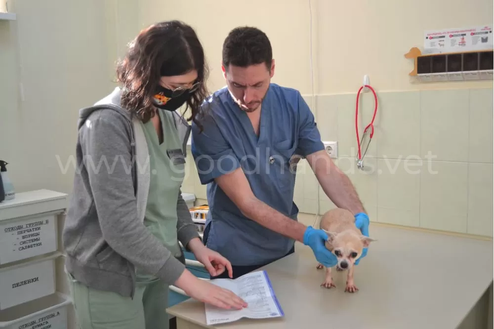Кардиология в ветеринарной клинике «в Добрые Руки»