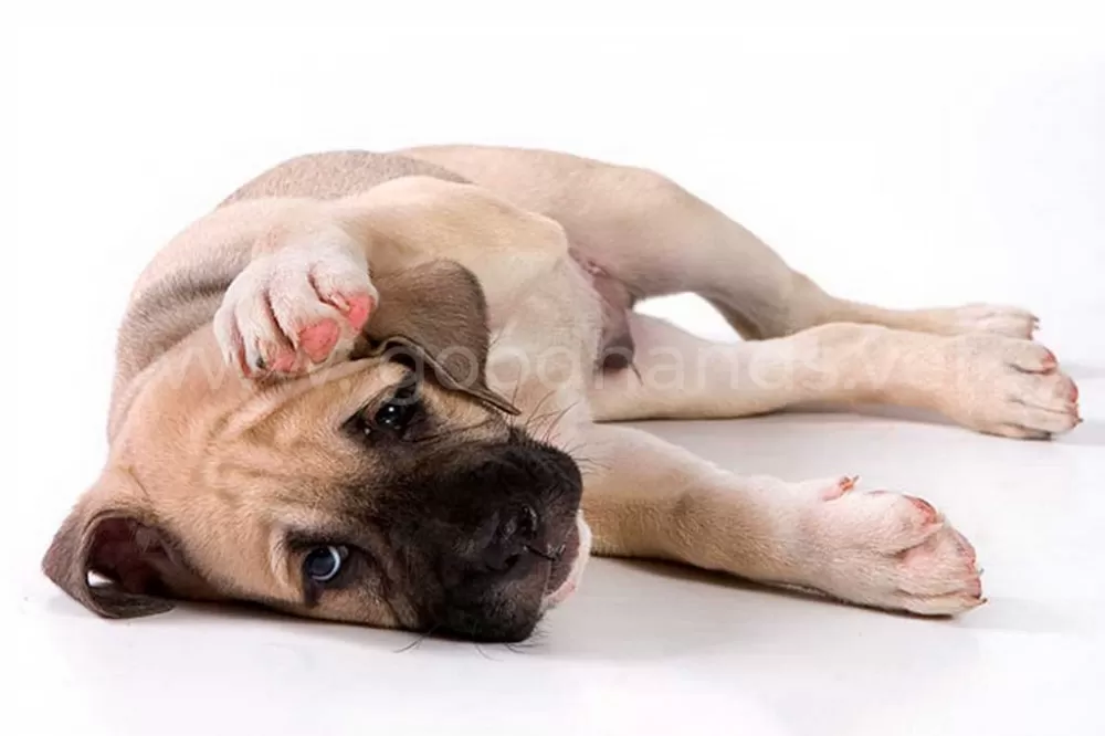 Судороги у собаки, причины, лечение, первая помощь - ветклиника «В Добрые  Руки»