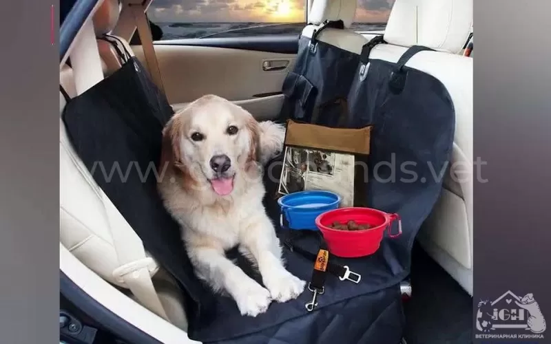 Если собаку укачивает в машине