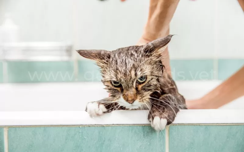 Можно ли мыть кошку?