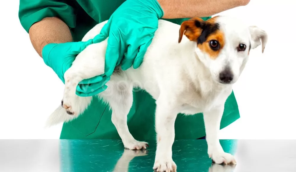 Дисплазия суставов у собак - ветклиника в Добрые Руки
