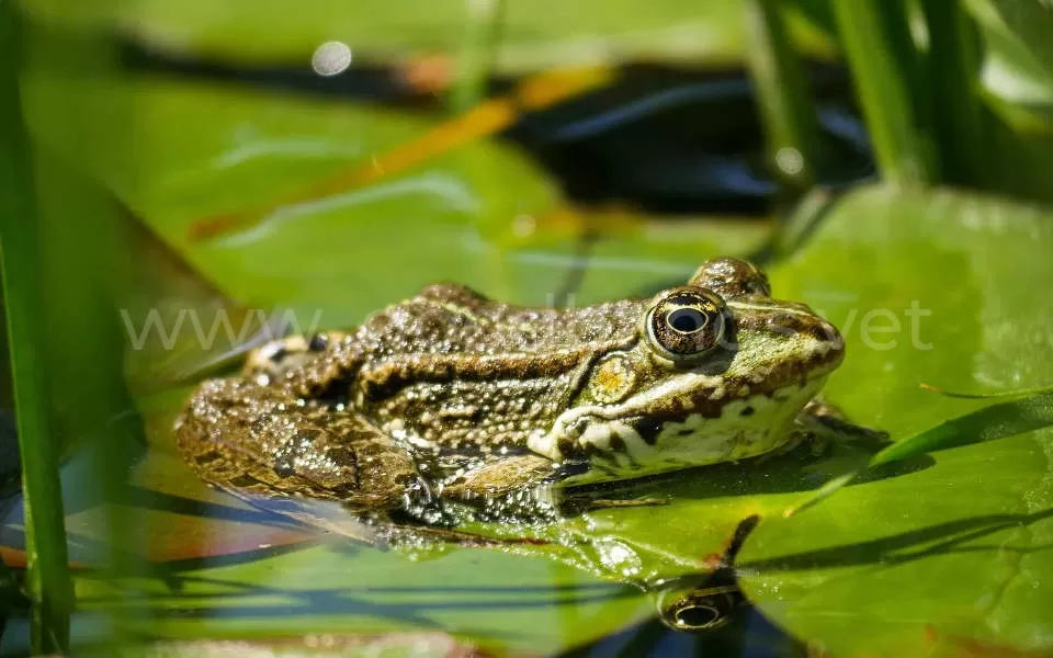 Отравление жабами и лягушками - ветклиника в Добрые Руки