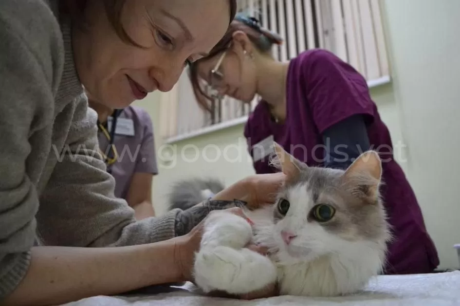 Вакцинация животных в ветеринарной клинике #вДобрыеРуки