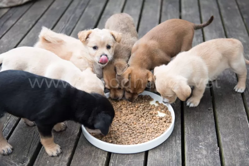 Как правильно кормить щенка