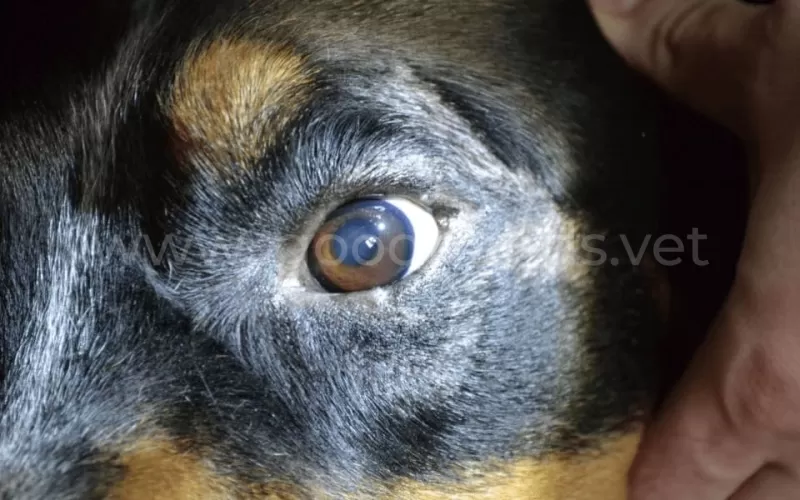 Почему выпадает шерсть вокруг глаз у собаки: причины и методы лечения
