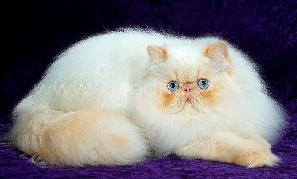 Самые популярные породы кошек в России - ветклиника в Добрые Руки