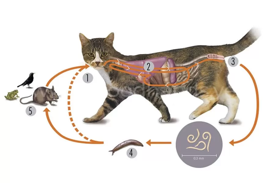 признаки наличия глистов у кошки