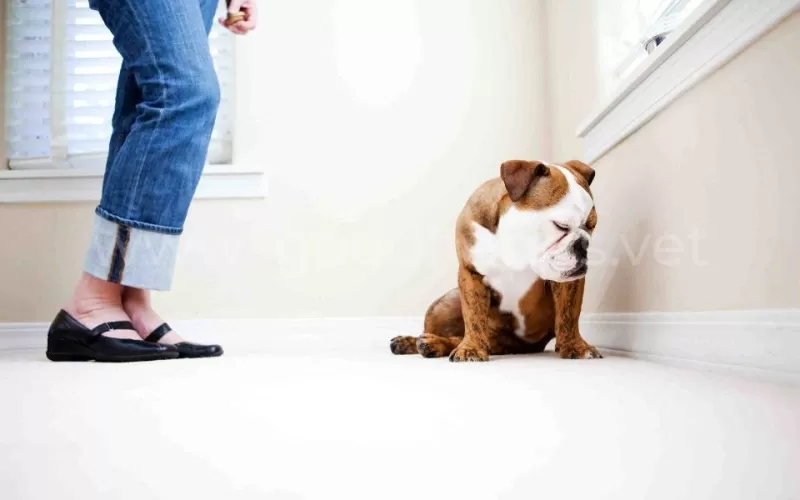 Как наказать собаку за непослушание