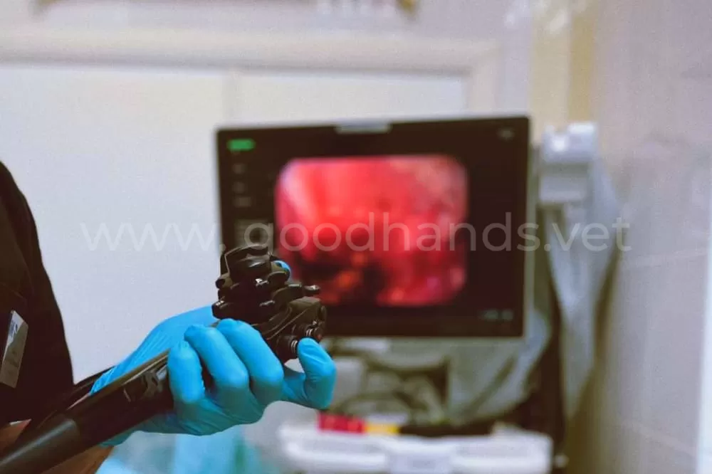Гастроскопия в ветеринарной клинике «в Добрые Руки»