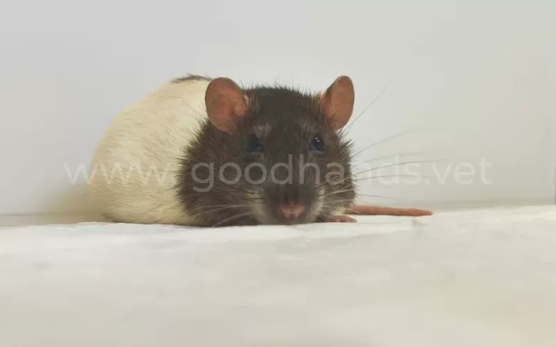 Что едят домашние крысы: как составить рацион