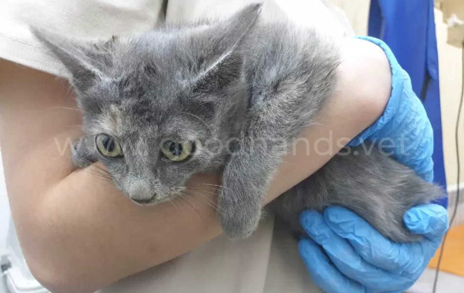 Перелом лапы у кошки, симптомы и лечение - ветклиника в Добрые Руки