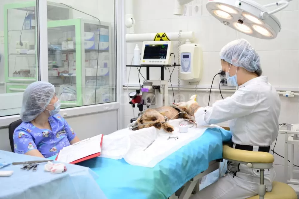 Чистка зубов в ветеринарной клинике #вДобрыеРуки