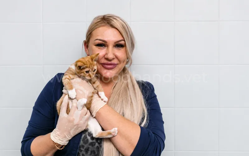Кошки на даче после сезона: что делать, если животных оставили