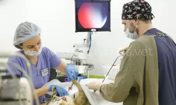 Хирургия и ортопедия в ветеринарной клинике «в Добрые Руки»